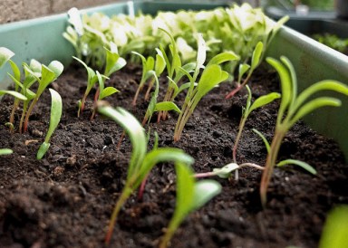 Jardin de balcon, chapitre 1.